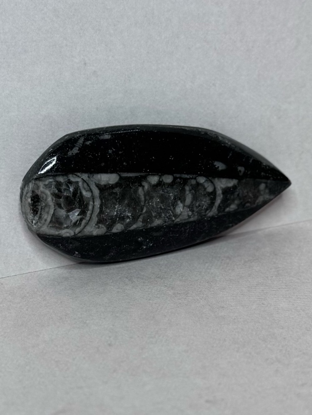 Polished Black Fossil Accent Stone - Black